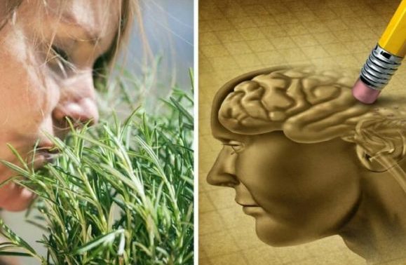La pianta che previene la demenza e aumenta la memoria del 75%