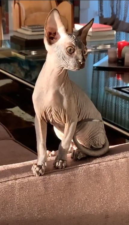 ilary blasi gatto razza Sphynx donna pamela